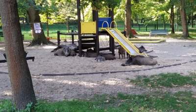 Dziki na placu zabaw w Borku Fałęckim. Akcja straży miejskiej