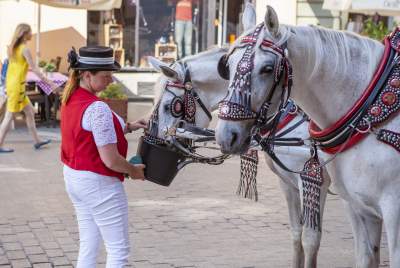 Chcą całkowitego zakazu wykorzystywania koni do ciągnięcia dorożek