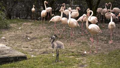Rodzice go nie chcieli, ale dał radę. Pierwszy flaming urodzony w Krakowie