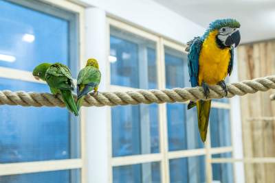Według właściciela to... najszczęśliwsze papugi w Krakowie
