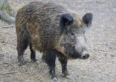 Dzik zdemolował salon kosmetyczny na Kapelance