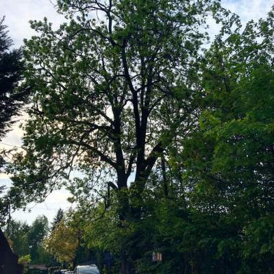 Wywiercił otwór, wlał toksyczną ciecz, by zniszczyć wyjątkowe drzewo