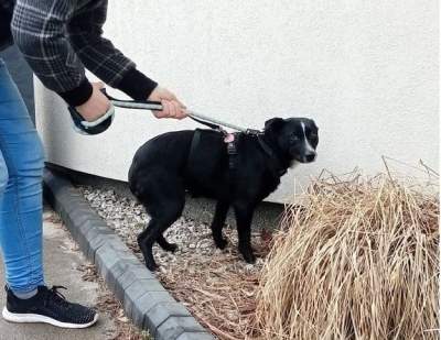 Ktoś postrzelił bezdomną suczkę. Aktywiści zawiadomili prokuraturę