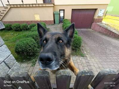 Rodzina zmarłego właściciela chce uśpić tego psa. KTOZ apeluje