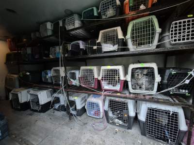 Nielegalny transport kilkudziesięciu psów i kotów, sprawę wyjaśnia policja