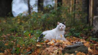Policzyli wolno żyjące w Krakowie koty. Wynik budzi niepokój