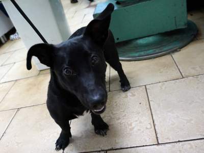 Ktoś wyrzucił psa do kontenera na odpady.  Apel o pomoc w ustaleniu sprawcy