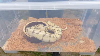 W mieszkaniu w Krakowie: ptaszniki, skorpiony, warany, boa dusiciele, pytony