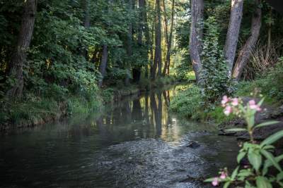 Tu płynie „krakowska Amazonka”. Aktywiści apelują: te tereny powinno kupić miasto