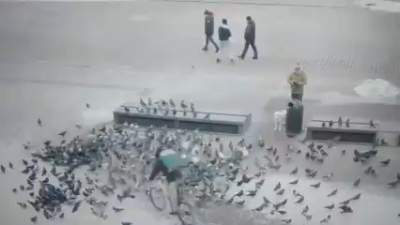 Przejechał na Rynku Głównym dwa gołębie, zatrzymała go straż miejska