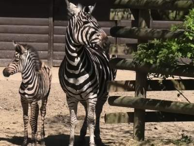 Odwiedzając krakowskie ZOO, zwróćcie uwagę na tę zebrę