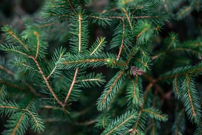 Kto chce świąteczną choinkę w donicy? Akcja Zarządu Zieleni Miejskiej