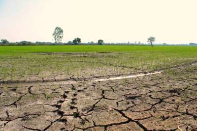 Jedzenie mięsa niszczy klimat? "Prof. Filipiak ma rację, ale jego rady są niestosowne"