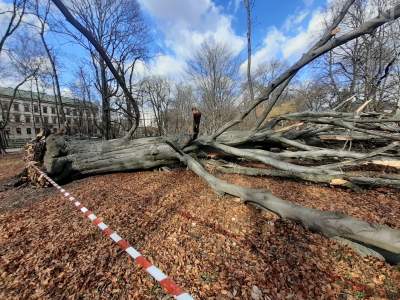 Chcą, by powalony buk został na Plantach. Według ekspertów to zły pomysł