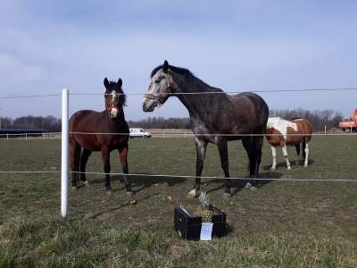 Pomagają koniom z Odporyszowa, SIEMACHA dziękuje