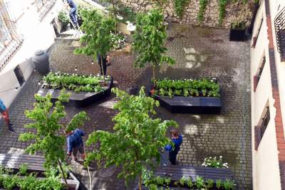 Ogród z warzywami na dziedzińcu magistratu. Dziś otwarcie