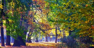 Przebadali 60 tysięcy drzew w Krakowie. Wyliczyli korzyści dla mieszkańców
