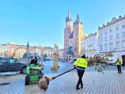 Nowe drzewo na Rynku Głównym, wkrótce ma ich być znacznie więcej