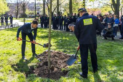 Jubileuszowe sadzenie drzew, strażnicy miejscy w akcji