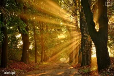 Drzewa z zabytkowej Alei pójdą pod topór