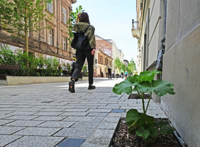 Krupnicza piękna i zielona, a kwiaty przy rynnach to majstersztyk! Problemem są… ludzie
