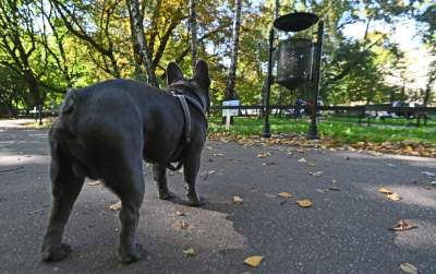 „By pachniało tu rumiankiem, a nie pieska obwarzankiem!” Rymowanki zamiast mandatów
