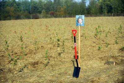 Zasadziliśmy w Krakowie Las Prawiek: 25 tysięcy drzew