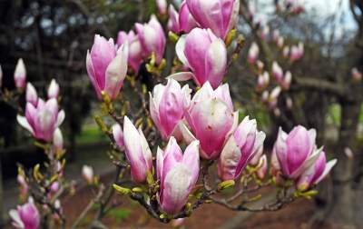 Ogród Botaniczny o tej porze pachnie najpiękniej... - zdjęcie 34