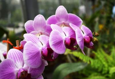 Ogród Botaniczny o tej porze pachnie najpiękniej... - zdjęcie 15