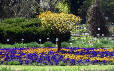 Ogród Botaniczny o tej porze pachnie najpiękniej... - zdjęcie 2