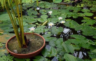 Ogród Botaniczny o tej porze pachnie najpiękniej... - zdjęcie 32