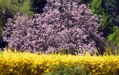 Ogród Botaniczny o tej porze pachnie najpiękniej... - zdjęcie 3