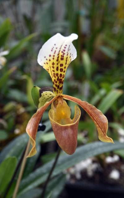 Ogród Botaniczny o tej porze pachnie najpiękniej... - zdjęcie 19