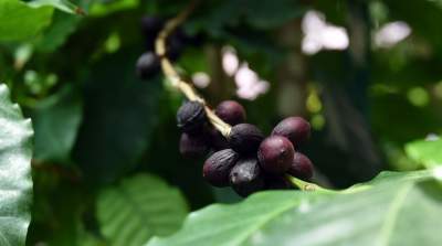 Ogród Botaniczny o tej porze pachnie najpiękniej... - zdjęcie 11