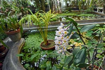 Ogród Botaniczny o tej porze pachnie najpiękniej... - zdjęcie 30