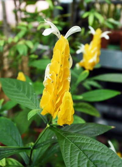 Ogród Botaniczny o tej porze pachnie najpiękniej... - zdjęcie 7