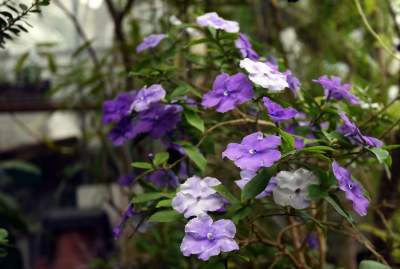 Ogród Botaniczny o tej porze pachnie najpiękniej... - zdjęcie 26