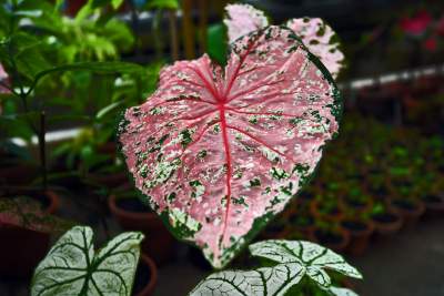 Ogród Botaniczny o tej porze pachnie najpiękniej... - zdjęcie 29