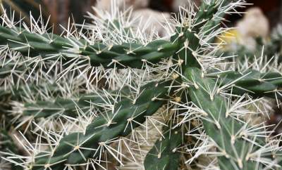 Ogród Botaniczny o tej porze pachnie najpiękniej... - zdjęcie 22