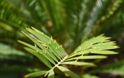 Ogród Botaniczny o tej porze pachnie najpiękniej... - zdjęcie 9