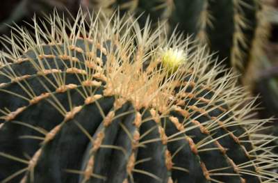 Ogród Botaniczny o tej porze pachnie najpiękniej... - zdjęcie 20