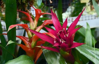 Ogród Botaniczny o tej porze pachnie najpiękniej... - zdjęcie 18