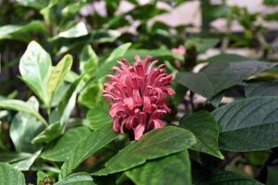 Ogród Botaniczny o tej porze pachnie najpiękniej... - zdjęcie 6