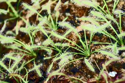 Ogród Botaniczny o tej porze pachnie najpiękniej... - zdjęcie 12