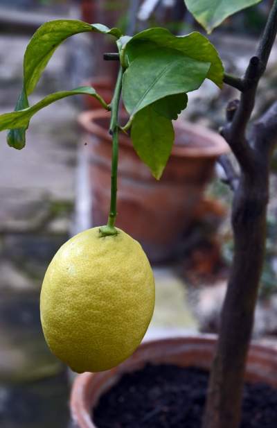 Ogród Botaniczny o tej porze pachnie najpiękniej... - zdjęcie 24