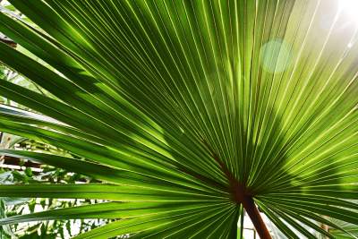 Ogród Botaniczny o tej porze pachnie najpiękniej... - zdjęcie 13