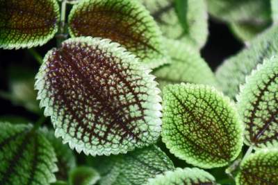 Ogród Botaniczny o tej porze pachnie najpiękniej... - zdjęcie 10