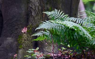 Nowy rezerwat niedaleko Krakowa: Góra Stołowa - zdjęcie 28
