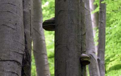 Nowy rezerwat niedaleko Krakowa: Góra Stołowa - zdjęcie 27