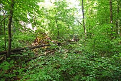 Nowy rezerwat niedaleko Krakowa: Góra Stołowa - zdjęcie 11